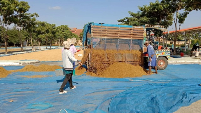 อบต.สัมฤทธิ์เปิดลานทุ่งสัมฤทธิ์ให้ชาวนาตากข้าว