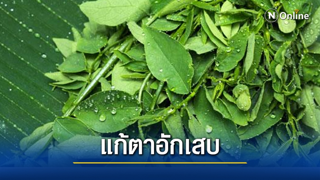 ผักหวานบ้านสมุนไพรใกล้ตัว : แก้ตาอักเสบ ผักหวานบ้านสมุนไพรใกล้ตัว : แก้ตาอักเสบ