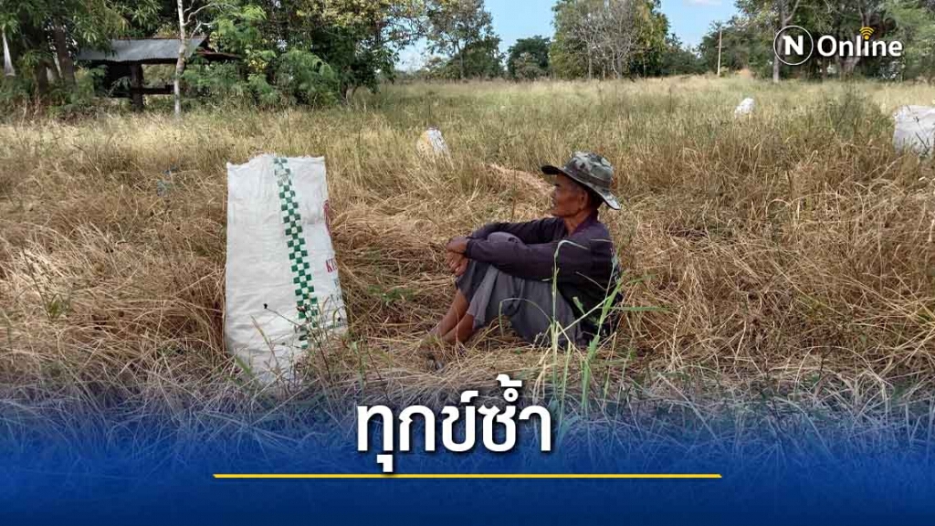 แล้งกระทบโรงสีไม่รับซื้อข้าวเมล็ดลีบ แล้งกระทบโรงสีไม่รับซื้อข้าวเมล็ดลีบ