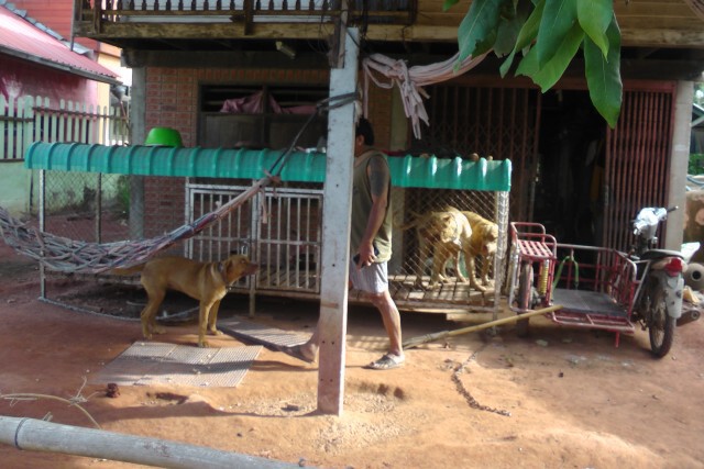 หาทางออกให้สุนัขพันธุ์พิทบูลอยู่ร่วมกับคนในชุมชนได้