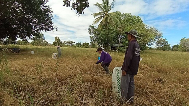 แล้งกระทบโรงสีไม่รับซื้อข้าวเมล็ดลีบ