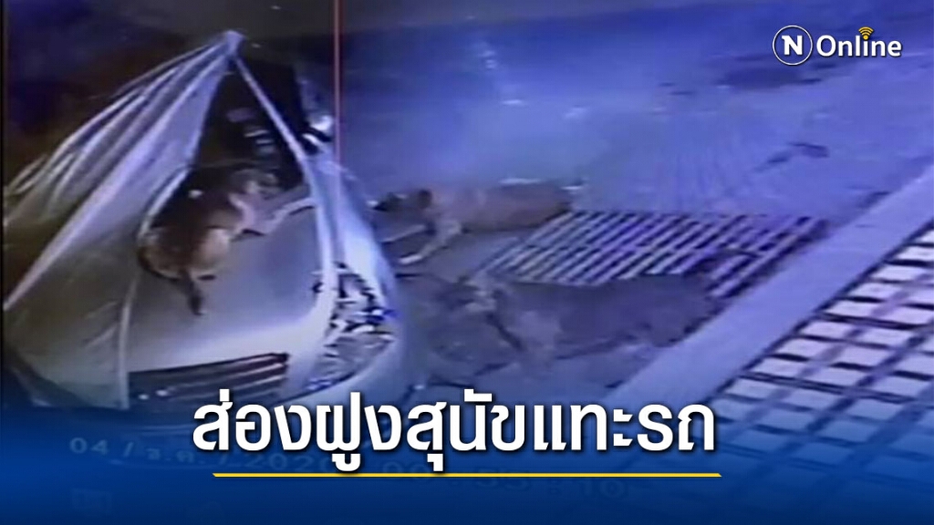 ตื่นเช้ามาถึงกับผงะรถโดนขย้ำเละ ตื่นเช้ามาถึงกับผงะรถโดนขย้ำเละ