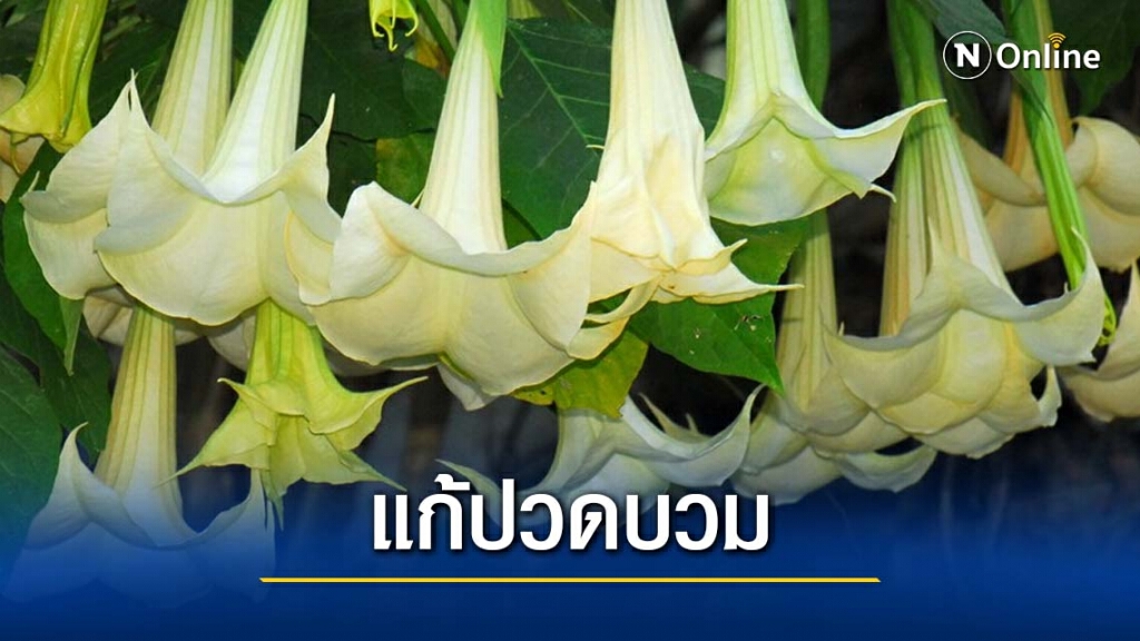 ลำโพงกาสลัก : พืชพลังลึกลับ แก้ปวดบวม ลำโพงกาสลัก : พืชพลังลึกลับ แก้ปวดบวม