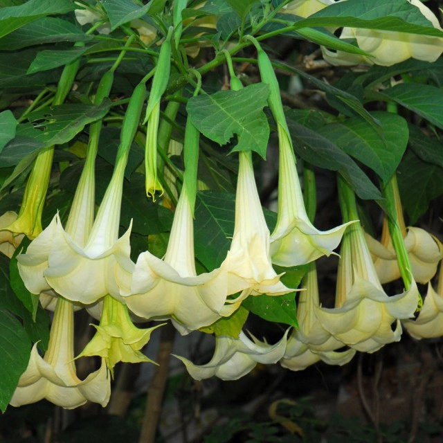 ลำโพงกาสลัก : พืชพลังลึกลับ แก้ปวดบวม