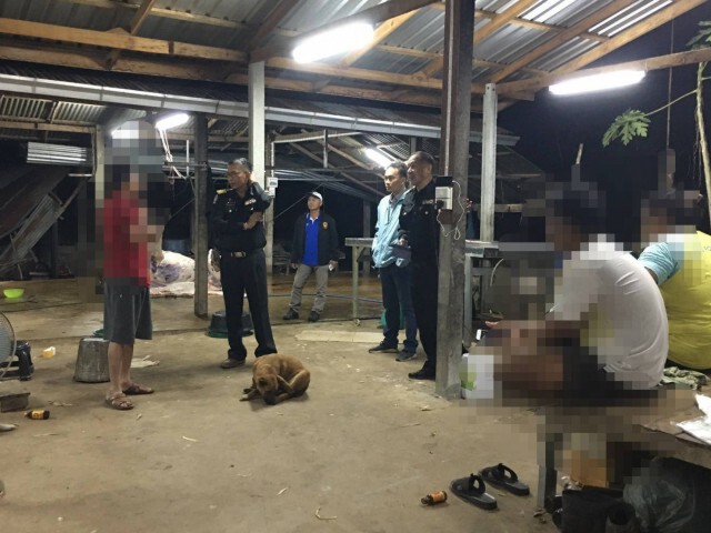 ปศุสัตว์บุกจับผู้ลักลอบฆ่าวัว-หมูเถื่อน