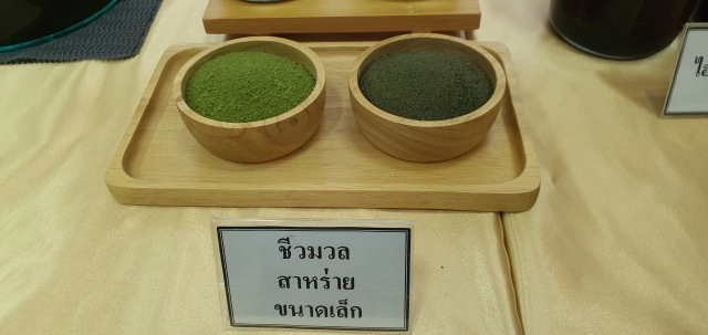 นักวิจัย มข.วิจัยชีวมวลสาหร่ายผลิตพลังงานสะอาด "ไฮเทน"