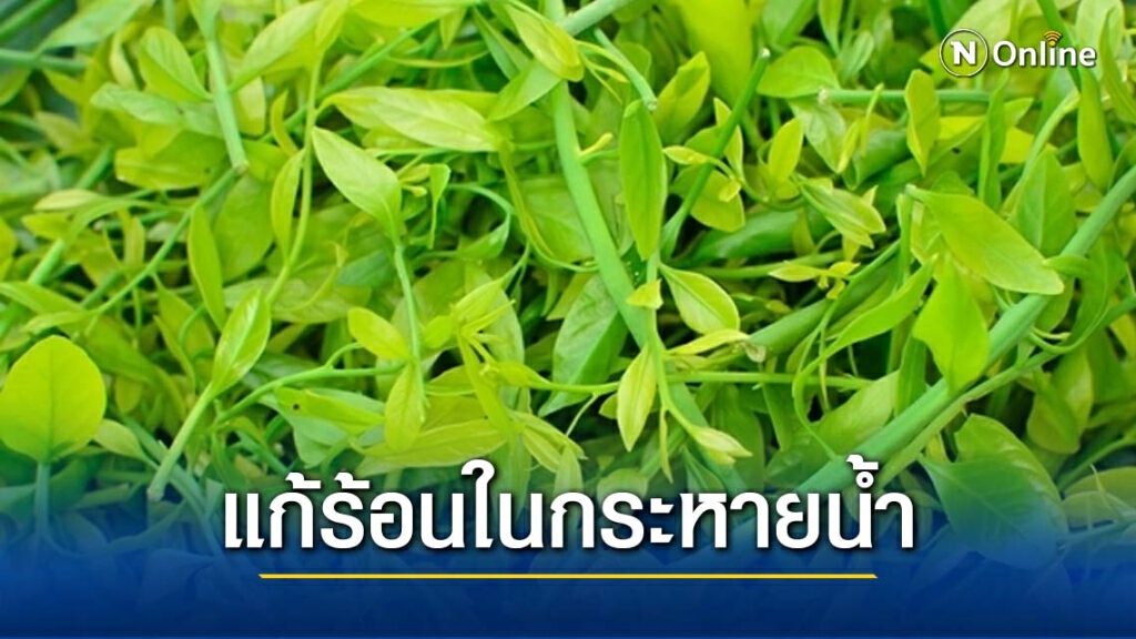 สมุนไพรใกล้ตัว "ผักหวานป่า" : แก้ร้อนในกระหายน้ำ