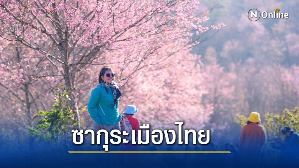 ดอกพญาเสือโครงบานสะพรั่งบนภูลมโล ต้อนรับนทท. ดอกพญาเสือโครงบานสะพรั่งบนภูลมโล ต้อนรับนทท.