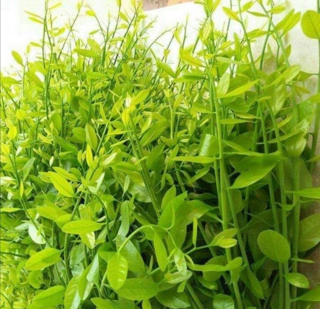 สมุนไพรใกล้ตัว "ผักหวานป่า" : แก้ร้อนในกระหายน้ำ