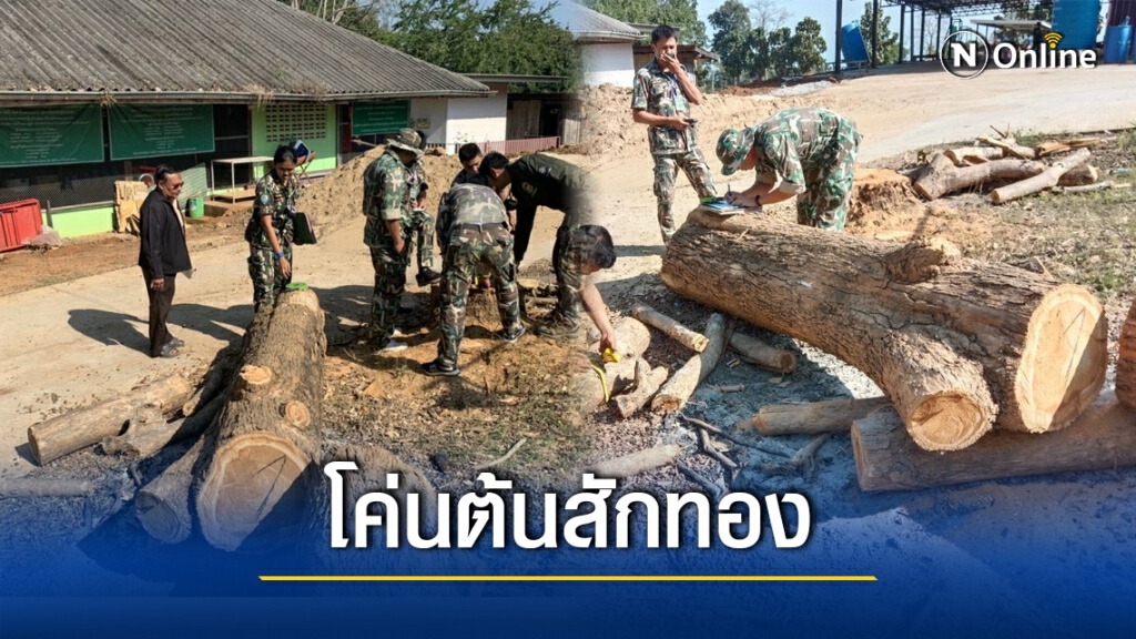 ช่างใจกล้า!! สั่งตัดต้นสักทอง ผู้ใหญ่บ้านเผยนักการเมืองท้องถิ่นในพื้นที่ระดับบิ๊ก สั่ง!!