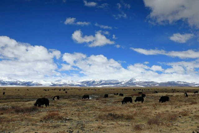 รู้จักกับ ‘ติงเจิน’ หนุ่มน้อยทิเบตสุดฮอตที่ดังไกลถึงเมืองไทย