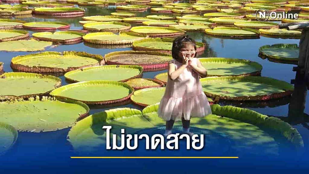 นักท่องเที่ยวแห่ชม"บัวกระด้งยักษ์"ไม่ขาดสาย นักท่องเที่ยวแห่ชม"บัวกระด้งยักษ์"ไม่ขาดสาย