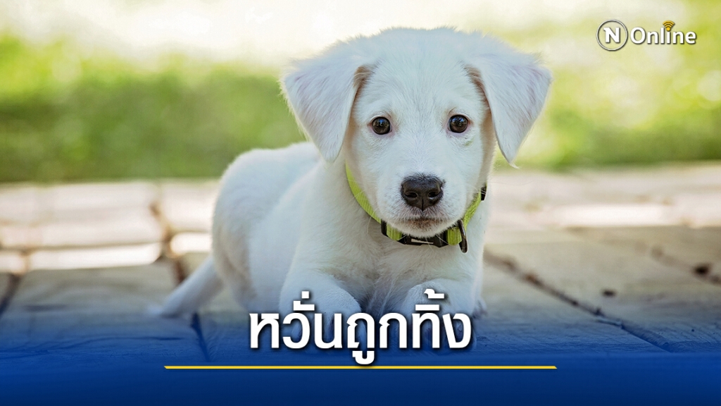 คนอังกฤษแห่ซื้อสุนัขช่วงล็อกดาวน์ แต่หวั่นถูกทิ้งพุ่งสูง