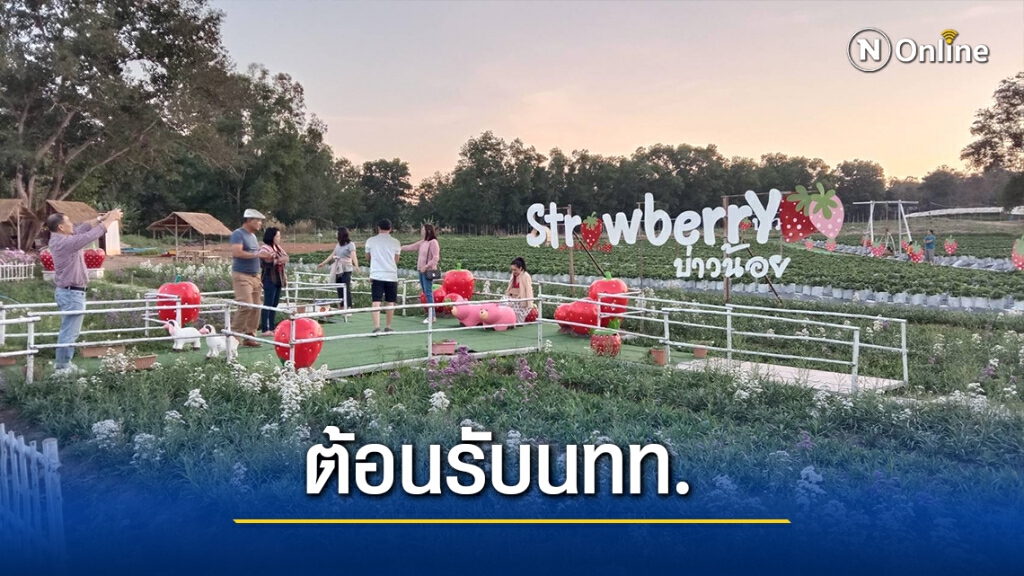 เปิดแล้วไร่สตรอว์เบอร์รีพร้อมรับนักท่องเที่ยวเข้าชม เปิดแล้วไร่สตรอว์เบอร์รีพร้อมรับนักท่องเที่ยวเข้าชม