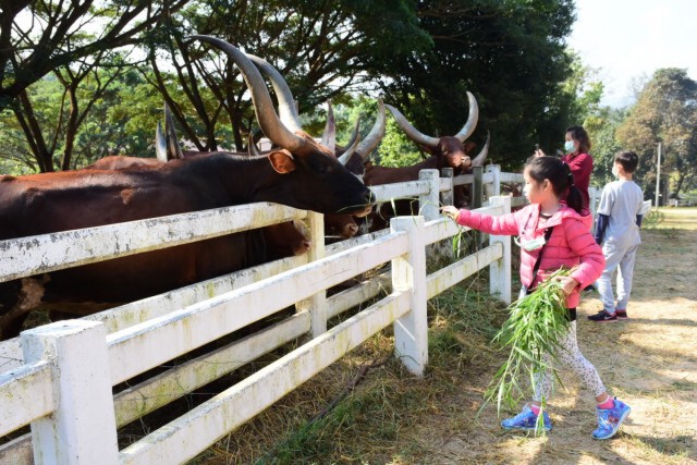 ประเดิมเที่ยวไร่สิงห์ปาร์ค-ยันเชียงรายเที่ยวได้