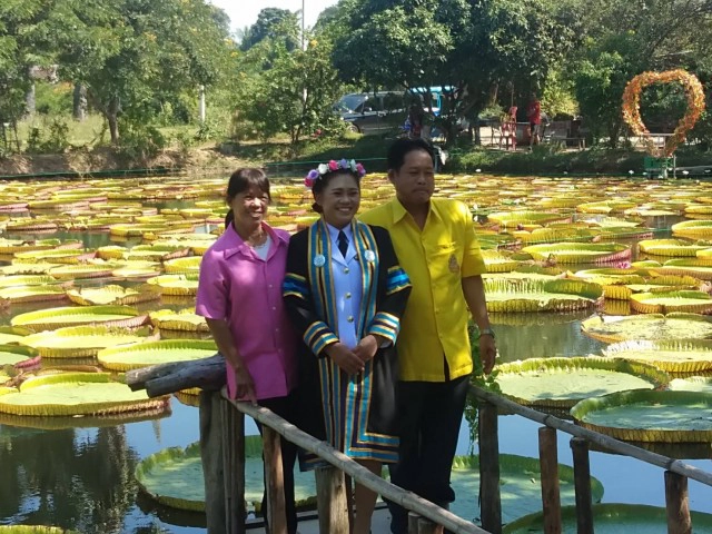 นักท่องเที่ยวแห่ชม"บัวกระด้งยักษ์"ไม่ขาดสาย