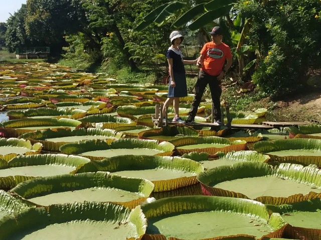 นักท่องเที่ยวแห่ชม"บัวกระด้งยักษ์"ไม่ขาดสาย