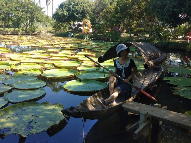 นักท่องเที่ยวแห่ชม"บัวกระด้งยักษ์"ไม่ขาดสาย