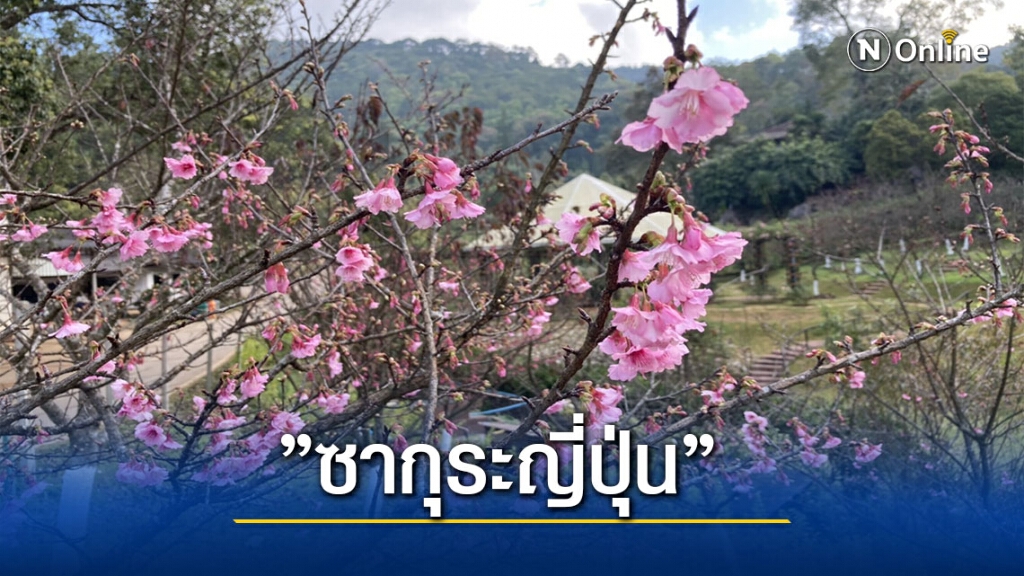 "ซากุระญี่ปุ่น" ดอยอ่างขางผลิดอกรับลมหนาว