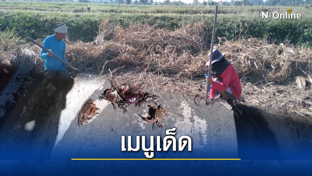 ชาวบ้านแห่ขุดปูล่าหนูนาอาหารพื้นบ้านของแซบอีสานหน้าหนาว