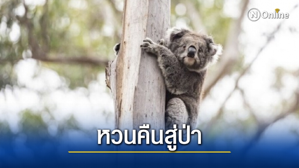 ‘โคอาลา’ ที่บาดเจ็บจากไฟป่าครั้งใหญ่ในออสเตรเลียกลับบ้านแล้ว ‘โคอาลา’ ที่บาดเจ็บจากไฟป่าครั้งใหญ่ในออสเตรเลียกลับบ้านแล้ว
