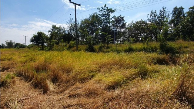 ชาวนาเดือดร้อน ปีหน้าขอปิดไฟข้าวริมถนนไม่ออกรวง