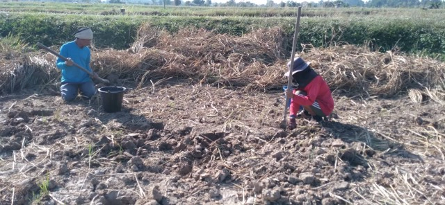 ชาวบ้านแห่ขุดปูล่าหนูนาอาหารพื้นบ้านของแซบอีสานหน้าหนาว