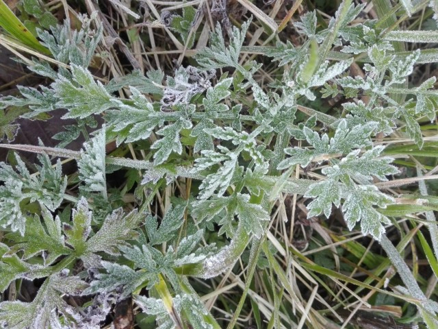 "ดอยอินทนนท์"เย็นยะเยือก-เกิดเหมยขาบต่อเนื่อง