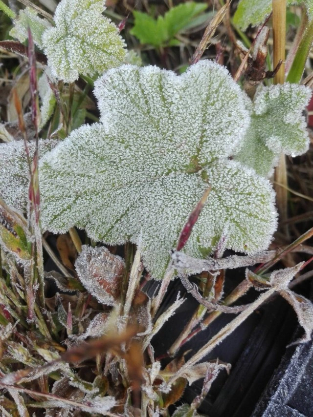 "ดอยอินทนนท์"เย็นยะเยือก-เกิดเหมยขาบต่อเนื่อง