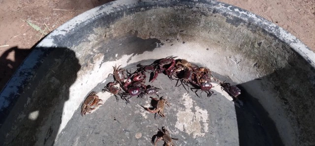 ชาวบ้านแห่ขุดปูล่าหนูนาอาหารพื้นบ้านของแซบอีสานหน้าหนาว