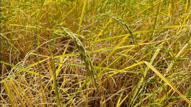 ชาวนาเดือดร้อน ปีหน้าขอปิดไฟข้าวริมถนนไม่ออกรวง