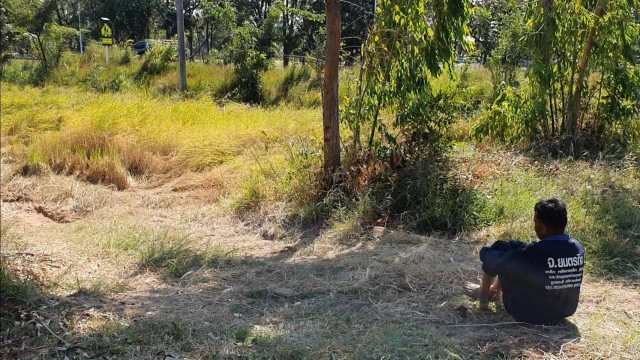 ชาวนาเดือดร้อน ปีหน้าขอปิดไฟข้าวริมถนนไม่ออกรวง