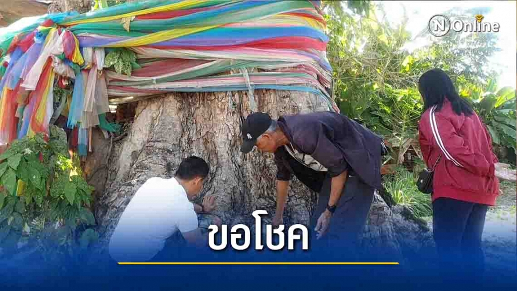 ขอโชคต้นประดู่โบราณอายุกว่า 500 ปี ขอโชคต้นประดู่โบราณอายุกว่า 500 ปี