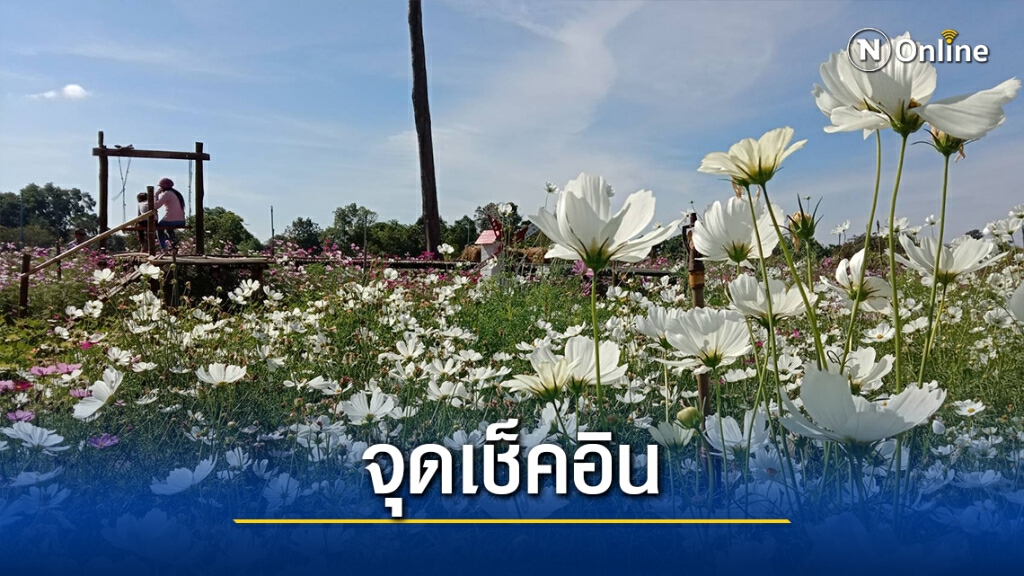 นักท่องเที่ยวแห่ชมทุ่งดอกไม้ใจกลางภูเขาโคราช นักท่องเที่ยวแห่ชมทุ่งดอกไม้ใจกลางภูเขาโคราช