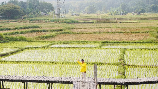 แหล่งเที่ยวใหม่  "สะพานข้าว"บ้านผาบ่อง