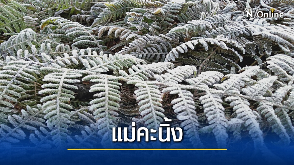 นทท.ไม่ผิดหวังขึ้นพิชิตยอดภูกระดึง ชมแม่คะนิ้งครั้งแรกของปี นทท.ไม่ผิดหวังขึ้นพิชิตยอดภูกระดึง ชมแม่คะนิ้งครั้งแรกของปี