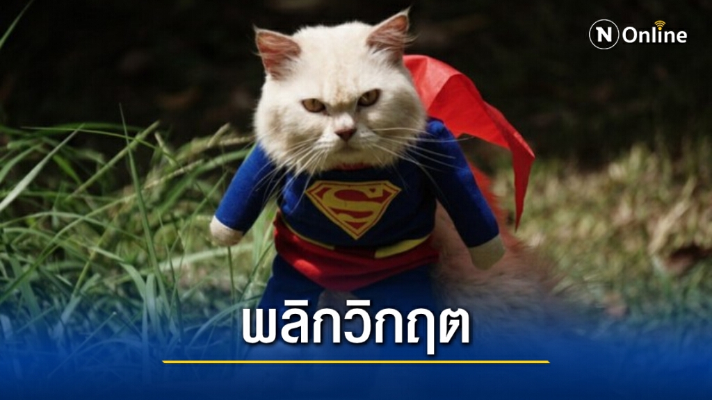 "เหมียวหน้าโหด" เปิดโหมดน่ารัก ใส่ชุดหลากสไตล์กลายเป็นสินค้าสุดฮิต "เหมียวหน้าโหด" เปิดโหมดน่ารัก ใส่ชุดหลากสไตล์กลายเป็นสินค้าสุดฮิต