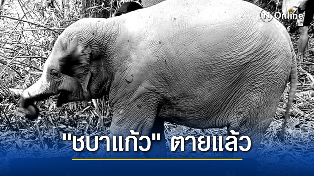 เศร้า!! "ชบาแก้ว" ช้างน้อยขวัญใจโซเชียล สิ้นแล้ว สัตวแพทย์คาดอากาศเปลี่ยนฉับพลัน ทำให้ติดเชื้อ