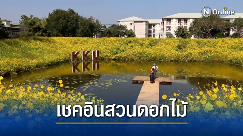 คอสมอสบานรับหนาว นักท่องเที่ยวแห่เชคอินวันหยุดยาว