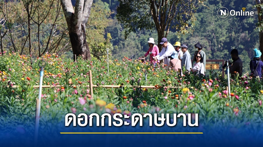 ทุ่งดอกกระดาษบานแล้วบนโครงการพัฒนาป่าไม้ฯภูหินร่องกล้า