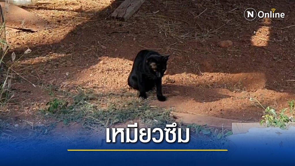 ชาวบ้านผวา แมวป่วยตายปริศนาเกือบทั้งหมู่บ้าน ชาวบ้านผวา แมวป่วยตายปริศนาเกือบทั้งหมู่บ้าน