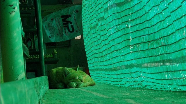 ชาวบ้านผวา แมวป่วยตายปริศนาเกือบทั้งหมู่บ้าน