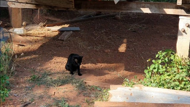 ชาวบ้านผวา แมวป่วยตายปริศนาเกือบทั้งหมู่บ้าน