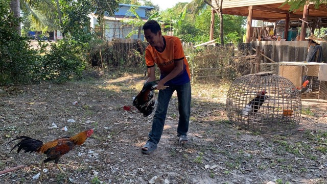 อากาศหนาว คนผิงไฟ ไก่ผิงแดด