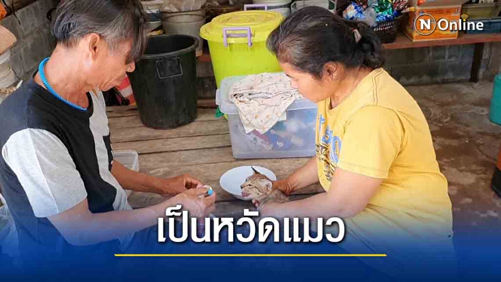 คืบแมวตายทั้งหมู่บ้าน พบเป็นไข้หวัดแมว คืบแมวตายทั้งหมู่บ้าน พบเป็นไข้หวัดแมว