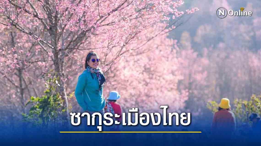 ดอกพญาเสือโคร่งบานเต็มที่บนภูลมโล