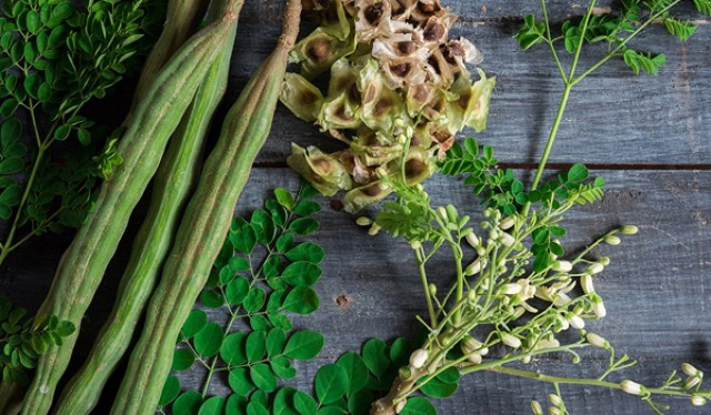 ข้อพึงระวัง!! การบริโภค"มะรุม"ผักสารพัดประโยชน์