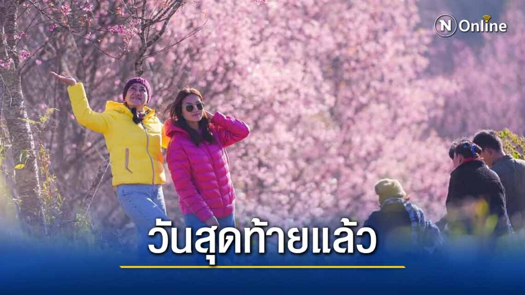 วันสุดท้ายช่วงหยุดยาว นทท.ชมดอกพญาเสือโคร่งและยอดภูเรือ วันสุดท้ายช่วงหยุดยาว นทท.ชมดอกพญาเสือโคร่งและยอดภูเรือ
