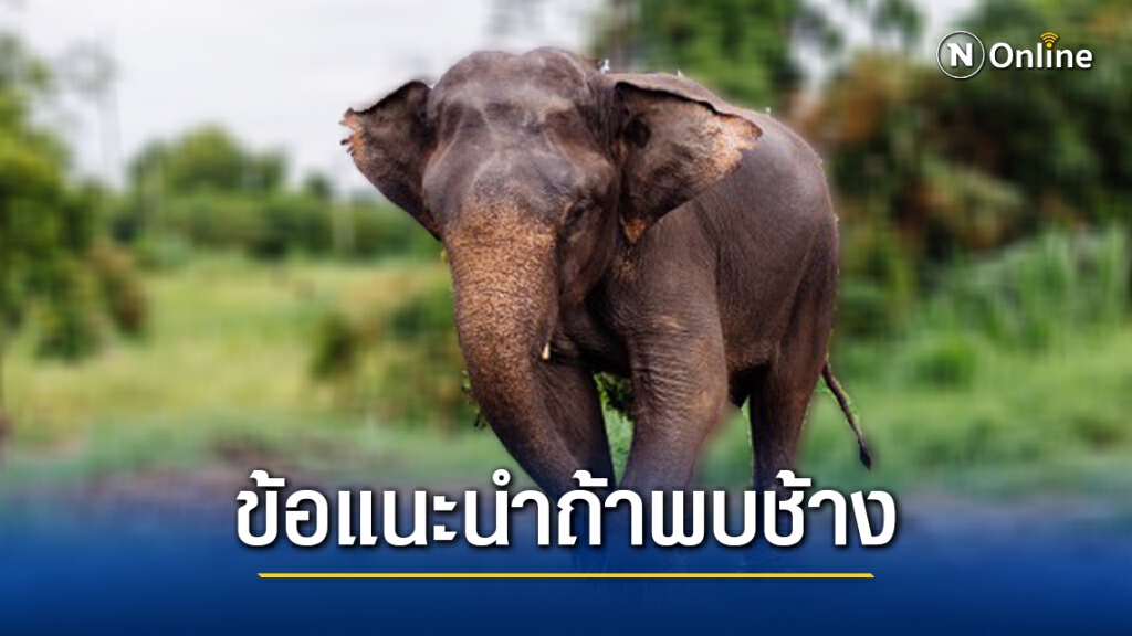 เปิด 10 ข้อปฏิบัติ หากพบช้างบนถนนเขาใหญ่ เปิด 10 ข้อปฏิบัติ หากพบช้างบนถนนเขาใหญ่