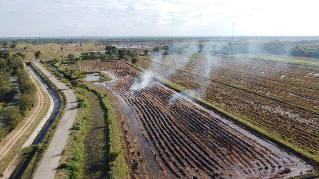 ชาวนาลักลอบเผาตอซังข้าวค่า PM 2.5 พุ่ง